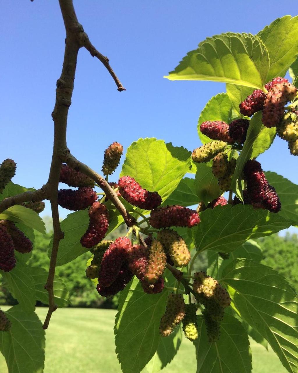 Agriturismo La Sorgente Camerano Dış mekan fotoğraf
